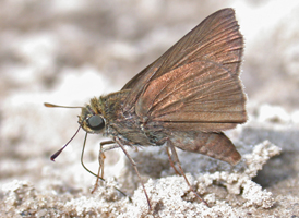 Dun Skipper
